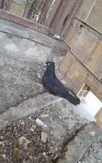 جوجه کبوتر