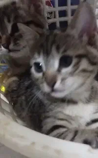 گربه واگذارمیشود