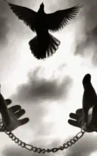 اجاره سند ازادی زندانی زیر ۷۲ ساعت
