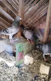 2 جفت نروماده مولد