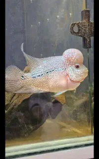 ماهی فلاور. با اکواریوم بزرگ هم معاوضه میکنم