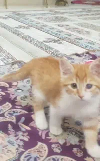 واگذاری گربه سه ماهه ملوس رایگان