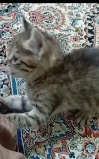 بچه گربه خونگی