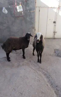 بره نر