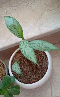 پا جوش گل آگلونما و عروس هندی و قاشقی