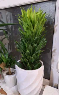 گیاه کامپکت یا آناناسی