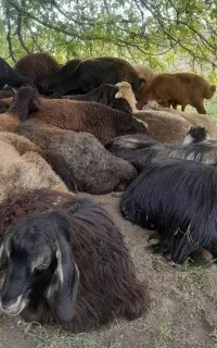 گوسفند