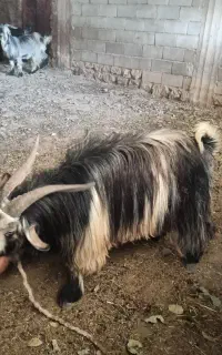 دوبر بز کره بهده