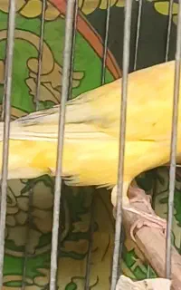 قناری سوپری بلند