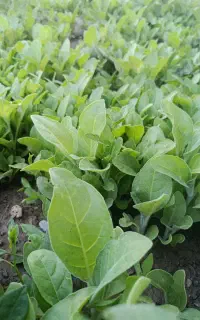 نشا گوجه و تنباکو