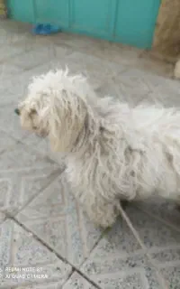 سگ شیتزو پاکوتاه باهوش