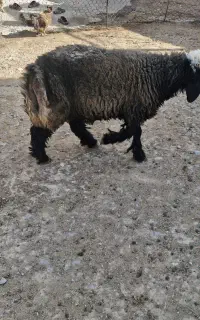 بره تخمی ترکی