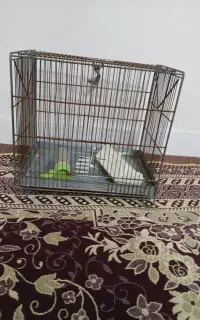 قفس