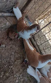 یجفت خشرنگ زرد نره ماده فروشی
