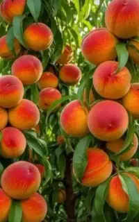 کود کامل با ۱۴ عنصر گیاهی لازم برای گیاهان