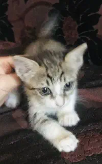 واگذاری رایگان بچه گربه