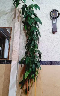 درختچه انبه