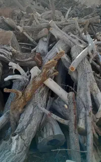 خرید انواع چوب و درخت