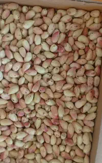 پسته تازه