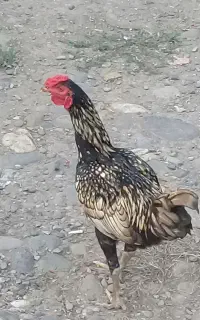 خروس لاری