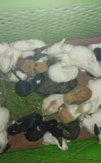 خرگوش کوچولو