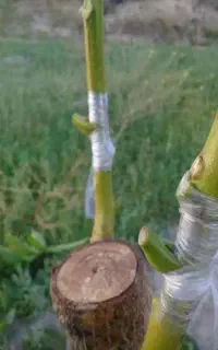 پیوند گردو برای  خرداد ماه ضمانتی
