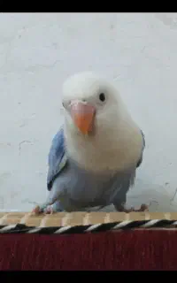 گمشده
