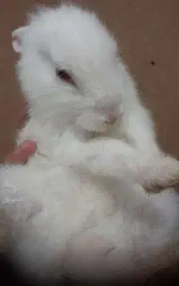 خرگوش سفید کوچیک ماده رایگان