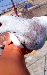 لایه ماده خیلی گردن کلفت