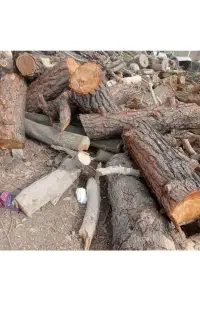 خرید انواع چوب و هرس کردن درختان با اره برقی