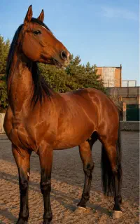اسب دو خون