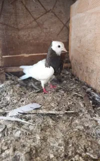 کفتر طوقی ماده