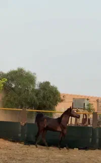 اسب