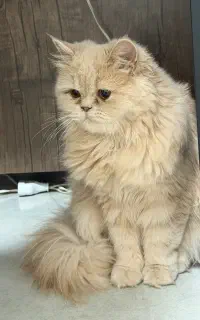 بچه گربه پرشین