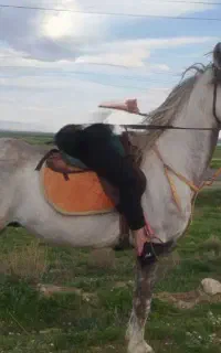 اسب سر حال و آرام