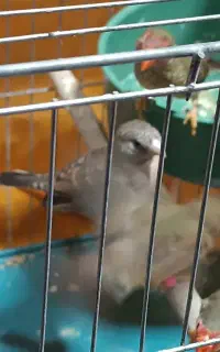 پرنده فنچ ستاره ای- گلو بریده- بنگالی
