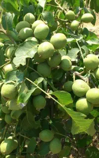 ارائه نهال گردوی فرنور پیوندی