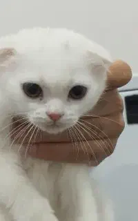 گربه نژاد اسکاتیش