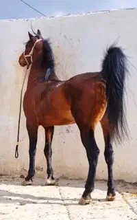 نریان سواریدار