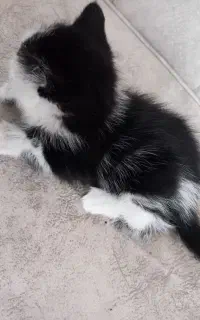 بچه گربه کاملا رایگان
