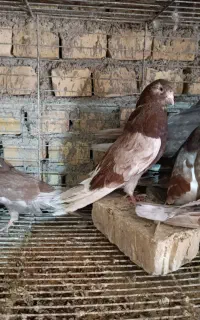 کبوتر سرخ اردکان