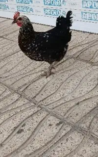 مرغ بومی