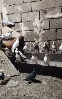 کبوتر