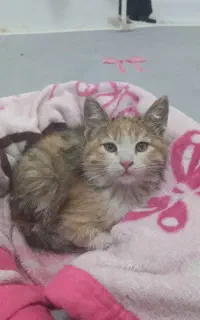 بچه گربه سالم