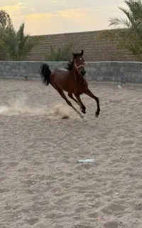 اسب کرد