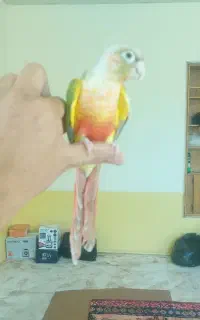 طوطی گرینچیک آناناسی نر ۱ساله