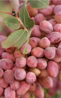 فروش نهال پسته قیمت عالی