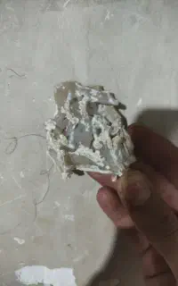 یک سنگ فسیلی از یک بوته