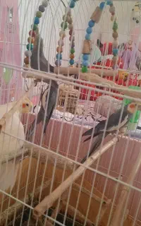 ۴عدد عروس هلندی