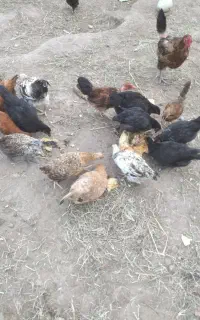 مرغ جوجه